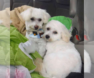 Mother of the Maltipoo-Zuchon puppies born on 03/27/2026