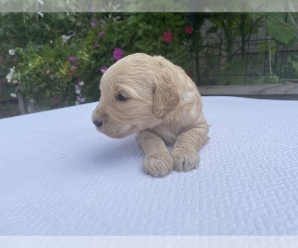 Medium Photo #4 Labradoodle Puppy For Sale in HOUSTON, TX, USA