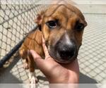 Small #1 Mutt