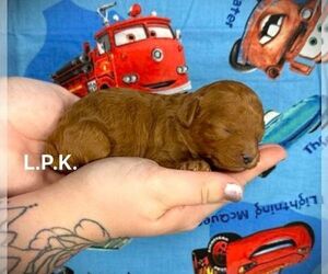 Poodle (Toy) Puppy for sale in WINNSBORO, LA, USA