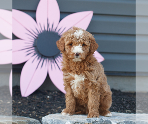 Goldendoodle (Miniature) Puppy for sale in MANHEIM, PA, USA