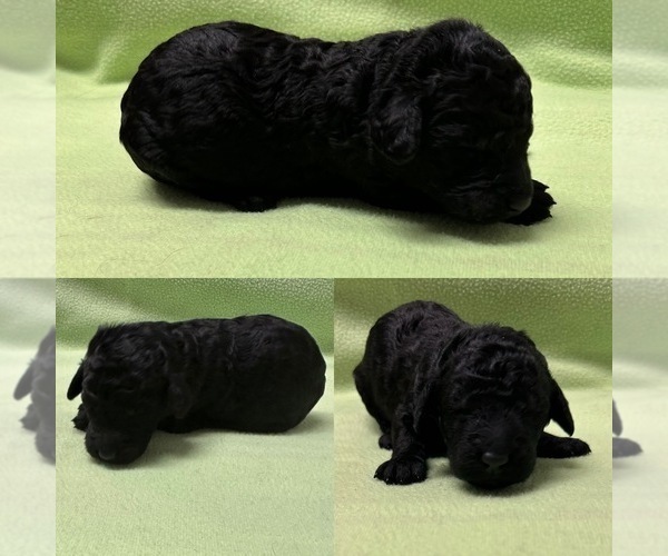 Medium Photo #3 Poodle (Standard) Puppy For Sale in BROOKER, FL, USA