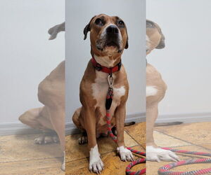 Peaches - F - Female Catahoula Leopard Dog-Unknown Mix Dog for Adoption - Photo #9
