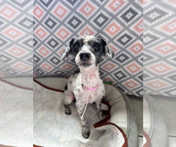 Medium Photo #2 Poodle (Miniature) Puppy For Sale in Pacolet, SC, USA