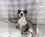 Small #1 Poodle (Miniature)