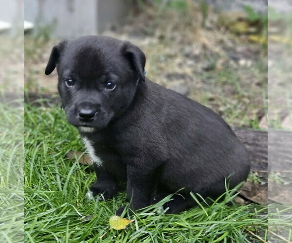 Medium Photo #2 Mutt Puppy For Sale in Fargo, ND, USA