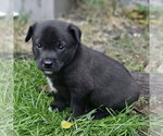Small Photo #2 Mutt Puppy For Sale in Fargo, ND, USA