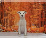 Small #1 Australian Cattle Dog Mix