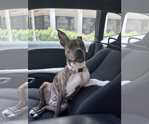 Medium Photo #2 Mutt Puppy For Sale in Miami, FL, USA