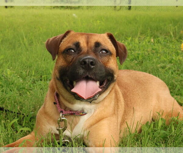 Medium Photo #32 Mutt Puppy For Sale in Philadelphia, PA, USA