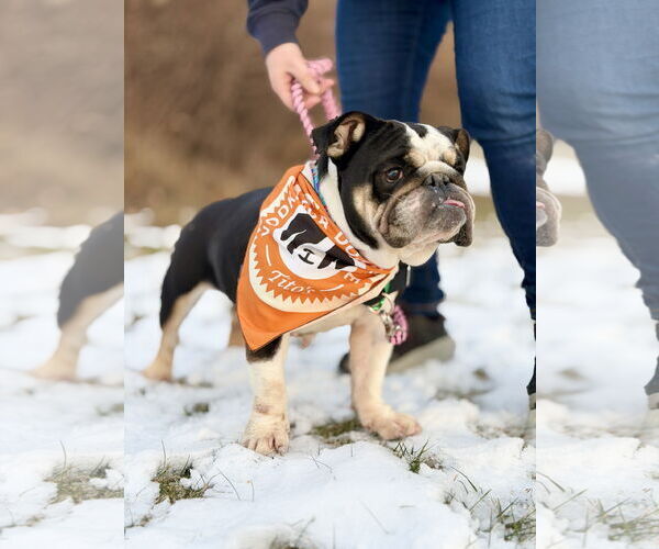 Medium Photo #6 Bulldog-Unknown Mix Puppy For Sale in West Cornwall, CT, USA