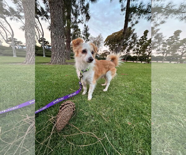 Medium Photo #3 Colonial Cocker Spaniel Puppy For Sale in Menifee, CA, USA
