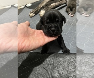 Cane Corso Puppy for sale in MONTGOMERY, AL, USA