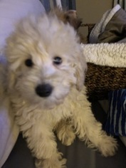 Poodle (Miniature) Puppy for sale in BARRINGTON, IL, USA