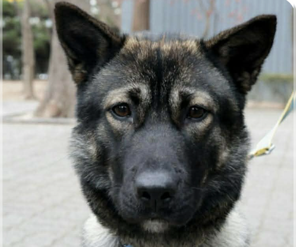 Medium Photo #1 Mutt Puppy For Sale in San Ramon, CA, USA