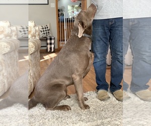 Father of the Labrador Retriever puppies born on 05/28/2026