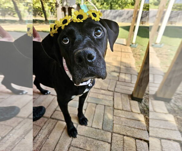 Medium Photo #1 Mutt Puppy For Sale in Euless, TX, USA