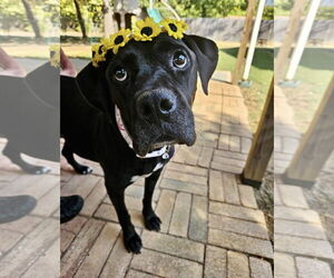 Mutt Dogs for adoption in Euless, TX, USA