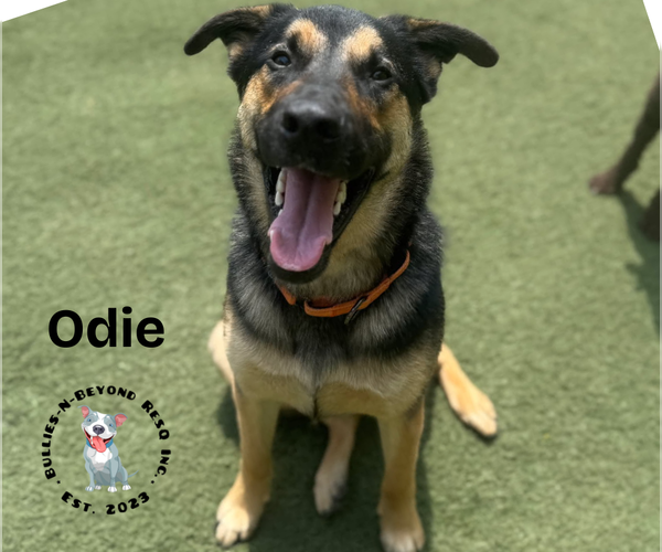 Medium Photo #4 German Shepherd Dog-Unknown Mix Puppy For Sale in Omaha, NE, USA