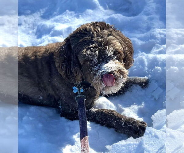 Medium Photo #4 Portuguese Water Dog Puppy For Sale in Landenberg, PA, USA