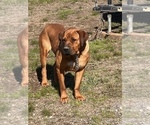 Small Photo #5 Boerboel Puppy For Sale in LITTLE ROCK, AR, USA