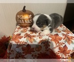 Small #2 Pembroke Welsh Corgi