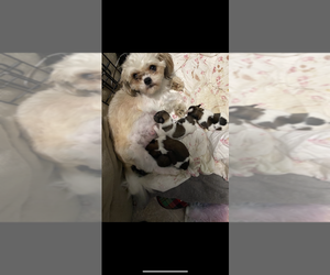 Shih Tzu Puppy for Sale in PERRY, Ohio USA