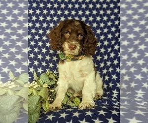 Cock-A-Poo Puppy for sale in KIRKWOOD, PA, USA