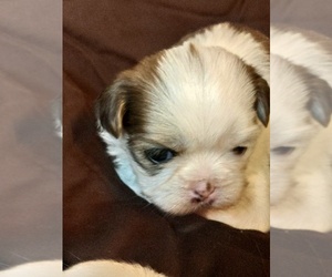 Medium Shih Tzu