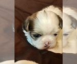 Puppy 1 Shih Tzu