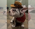 Small #13 French Bulldog