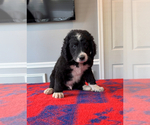 Puppy Turbo Bernedoodle