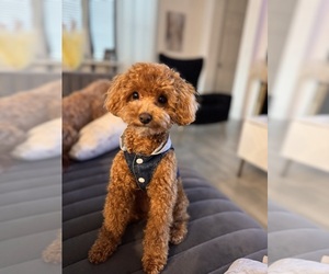 Mother of the Poodle (Toy) puppies born on 09/20/2025