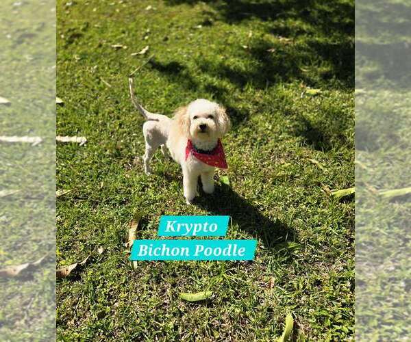Medium Photo #1 Poochon Puppy For Sale in Plantation, FL, USA