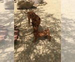 Small Photo #61 Rhodesian Ridgeback Puppy For Sale in MORONGO VALLEY, CA, USA