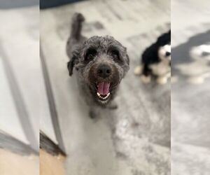 Poodle (Miniature) Dogs for adoption in Studio City, CA, USA