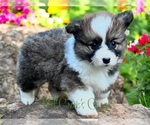 Puppy Marlin fluffy Pembroke Welsh Corgi