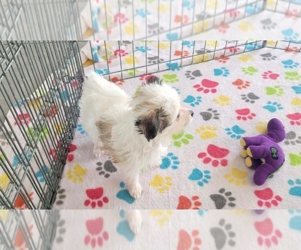 Medium Photo #11 Papitese Puppy For Sale in ORO VALLEY, AZ, USA