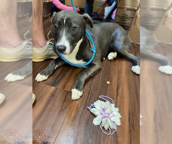 Medium Photo #3 Borador Puppy For Sale in Mt. Laurel, NJ, USA