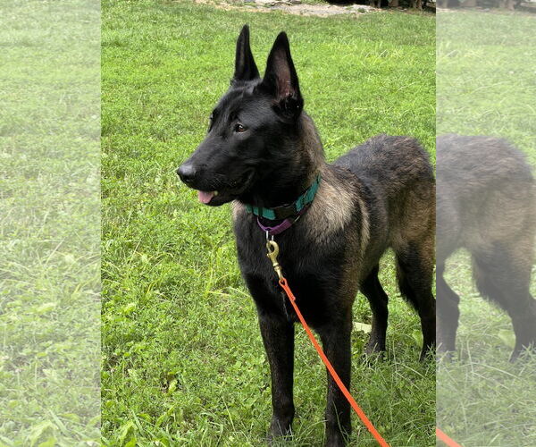 Medium Photo #9 Mutt Puppy For Sale in Stevens Point, WI, USA