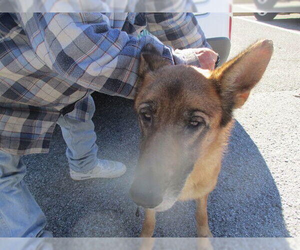 Medium Photo #1 German Shepherd Dog Puppy For Sale in Ocala, FL, USA
