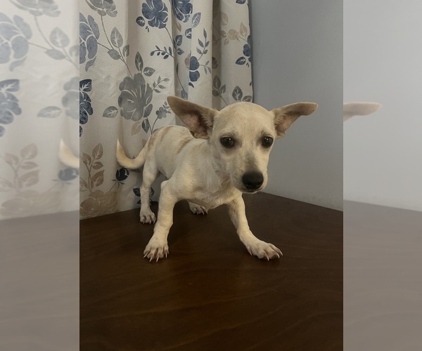 Medium Photo #15 Chihuahua Puppy For Sale in DURHAM, CT, USA