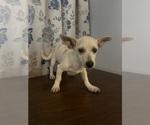Small #14 Chihuahua