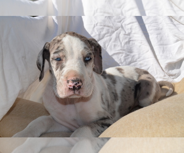 Medium Photo #1 Great Dane Puppy For Sale in COVENTRY, RI, USA