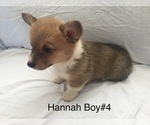 Small Photo #4 Pembroke Welsh Corgi Puppy For Sale in RAMONA, OK, USA