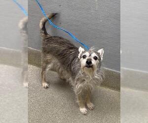 Mutt Dogs for adoption in Las Vegas, NV, USA