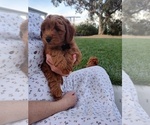 Small #3 Goldendoodle (Miniature)