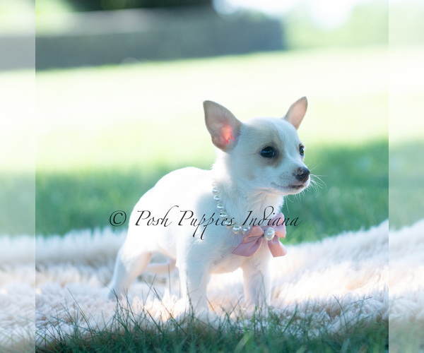 Medium Photo #111 Chihuahua Puppy For Sale in WARSAW, IN, USA