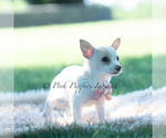 Small Photo #111 Chihuahua Puppy For Sale in WARSAW, IN, USA