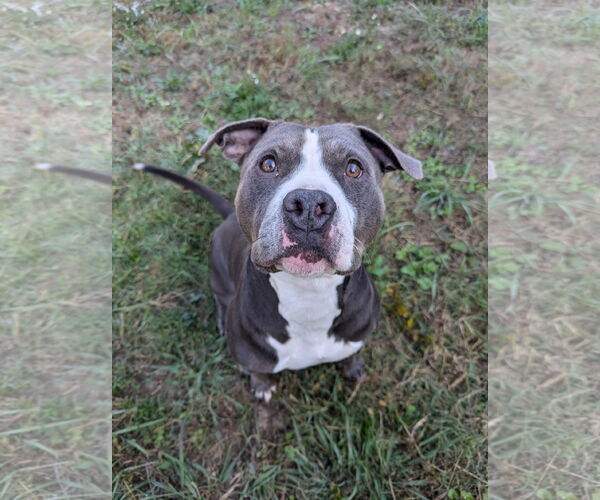 Medium Photo #3 American Staffordshire Terrier Puppy For Sale in Calhoun, GA, USA